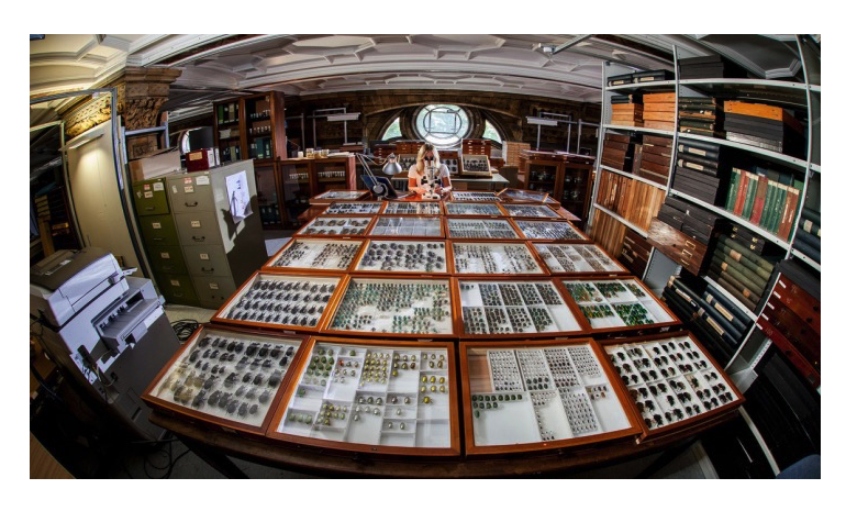 Drawers of pinned beetles at Natural History Museum, London